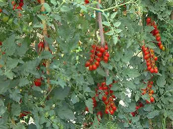 Agriturismo Pozzuolo