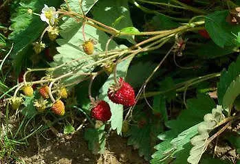 Agriturismo Pozzuolo Hotel